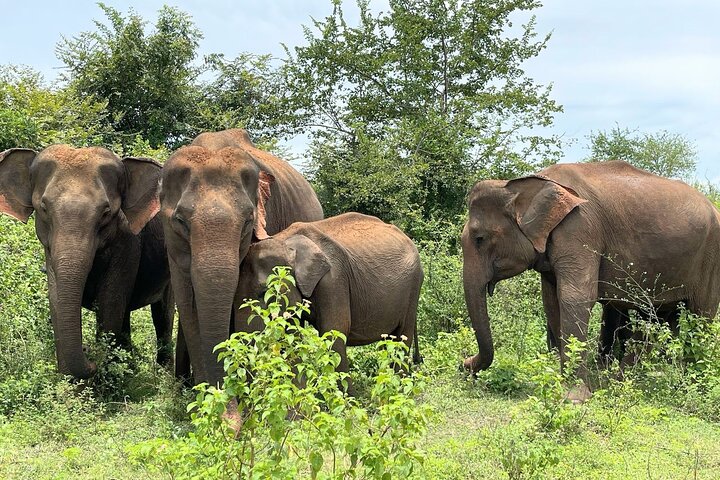 Udawalawe Safari With Hotel Pick-up & All Transfers -Private Tour