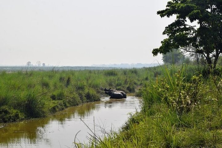 Half Day Sharing Jeep Safari in Chitwan National Park