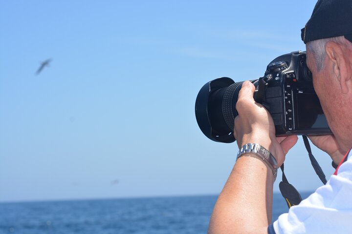 Sesimbra: Arrábida Dolphin and Whale Watching tour with biologist
