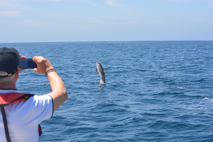 Sesimbra: Arrábida Dolphin and Whale Watching tour with biologist