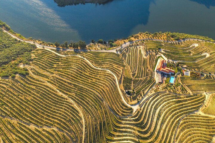 Douro Valley Tour: Wine Tasting, Cruise and Lunch from Porto