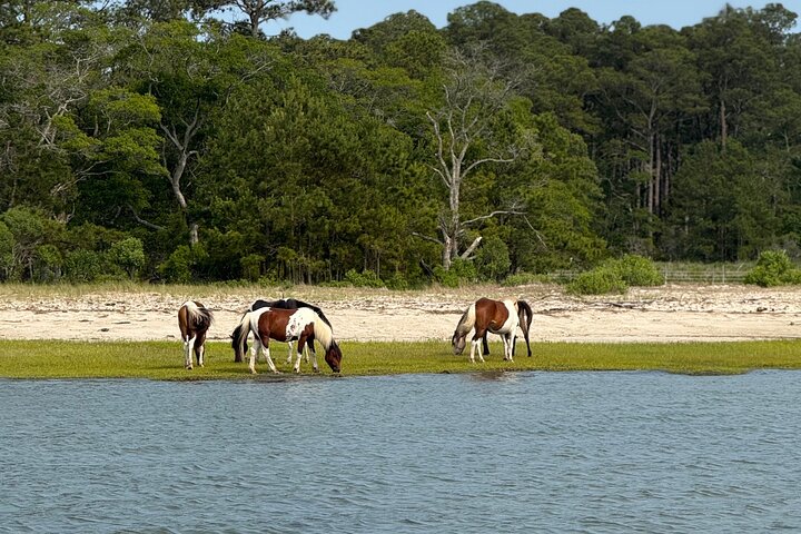 Wildlife Boat Tour with Wild Ponies and Dolphins in Chincoteague