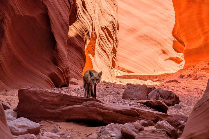 Antelope Canyon Kayak and Hike, Swim optional