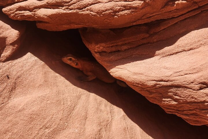 Antelope Canyon Kayak and Hike, Swim optional