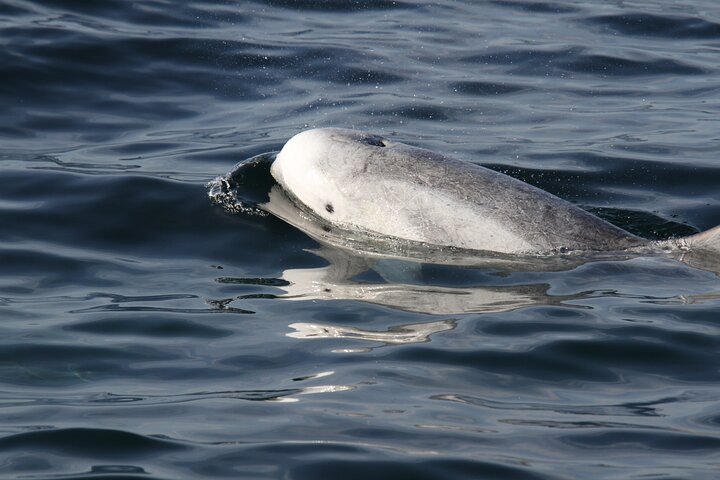 San Diego Whale/Dolphin Watching Cruise Aboard Luxury Vessel