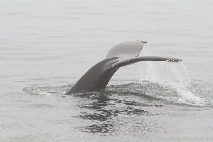 San Diego Whale/Dolphin Watching Cruise Aboard Luxury Vessel