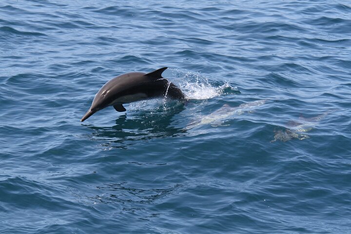 San Diego Whale/Dolphin Watching Cruise Aboard Luxury Vessel