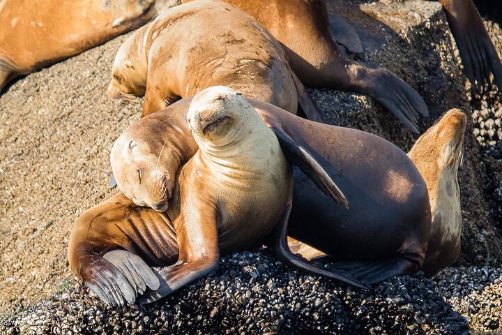 San Diego Whale/Dolphin Watching Cruise Aboard Luxury Vessel