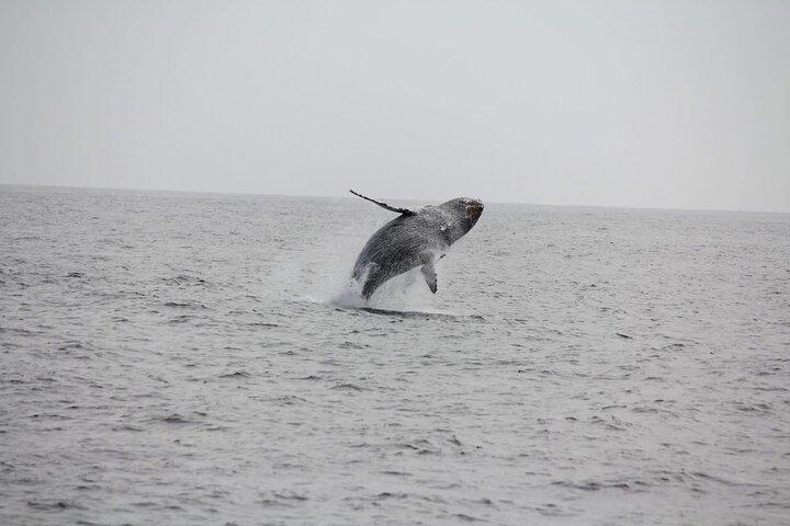 San Diego Whale/Dolphin Watching Cruise Aboard Luxury Vessel