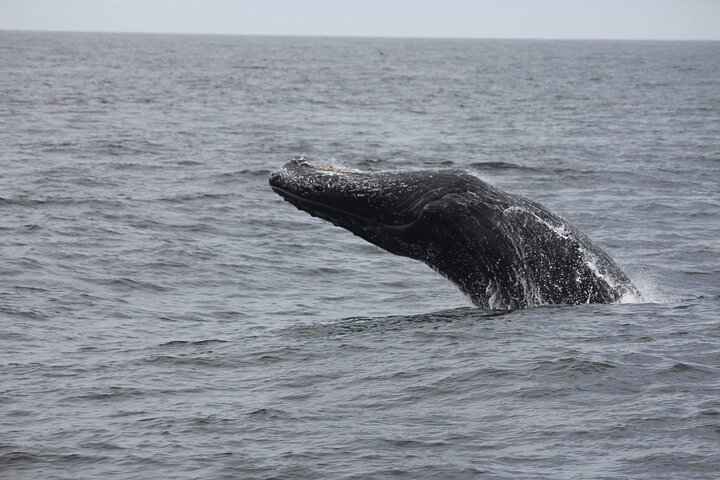 San Diego Whale/Dolphin Watching Cruise Aboard Luxury Vessel