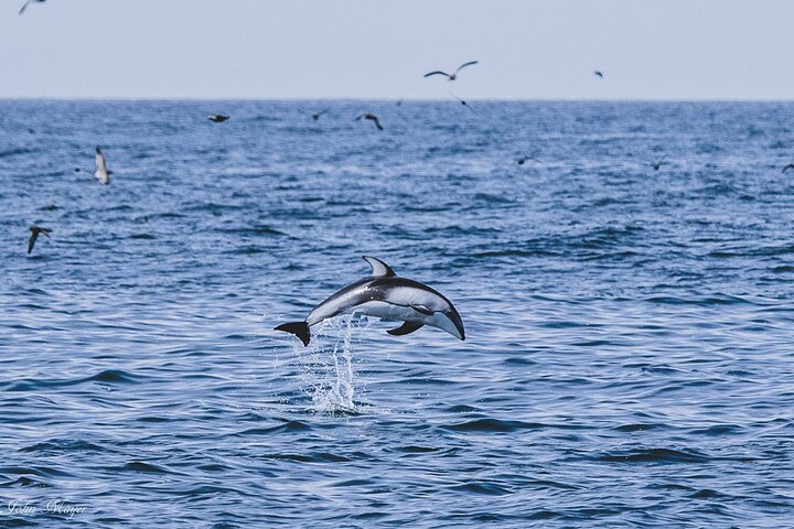 San Diego Whale/Dolphin Watching Cruise Aboard Luxury Vessel
