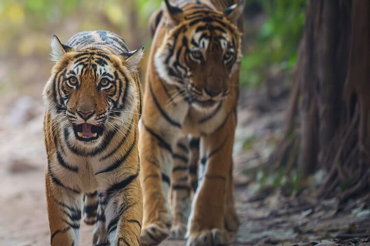 Ranthambore Tiger Safari | Shared Canter, Jeep & Private Safari