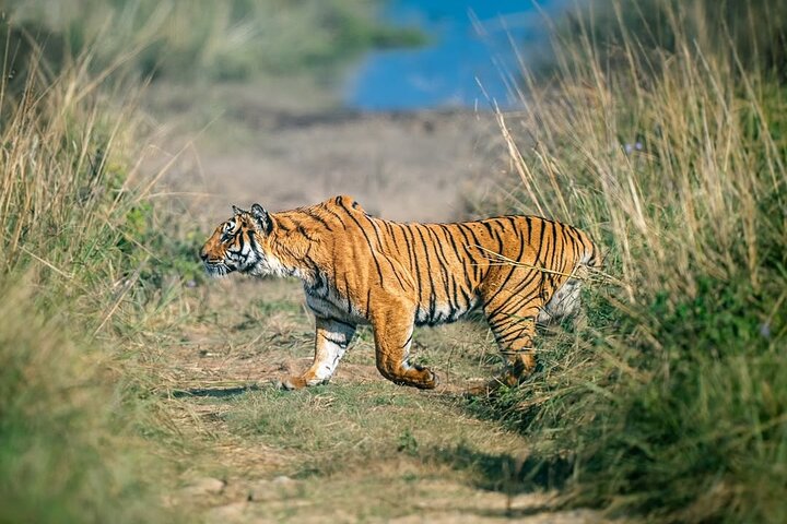 Ranthambore Tiger Safari | Shared Canter, Jeep & Private Safari