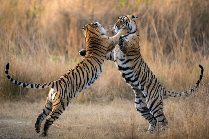 Ranthambore Tiger Safari | Shared Canter, Jeep & Private Safari