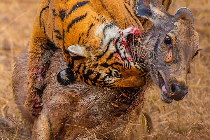 Ranthambore Tiger Safari | Shared Canter, Jeep & Private Safari