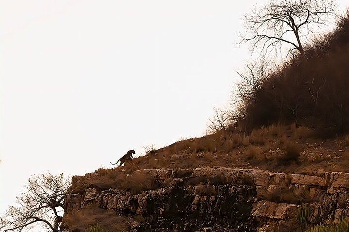 Ranthambore Tiger Safari | Shared Canter, Jeep & Private Safari