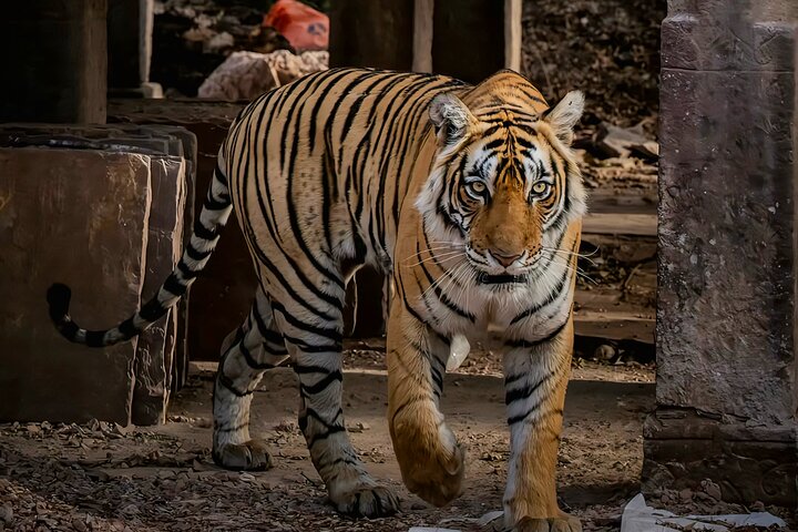 Ranthambore Tiger Safari | Shared Canter, Jeep & Private Safari