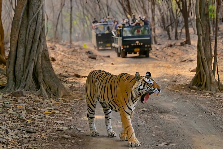 Ranthambore Tiger Safari | Shared Canter, Jeep & Private Safari