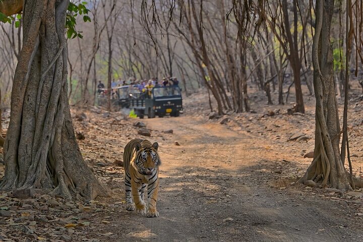 Ranthambore Tiger Safari | Shared Canter, Jeep & Private Safari