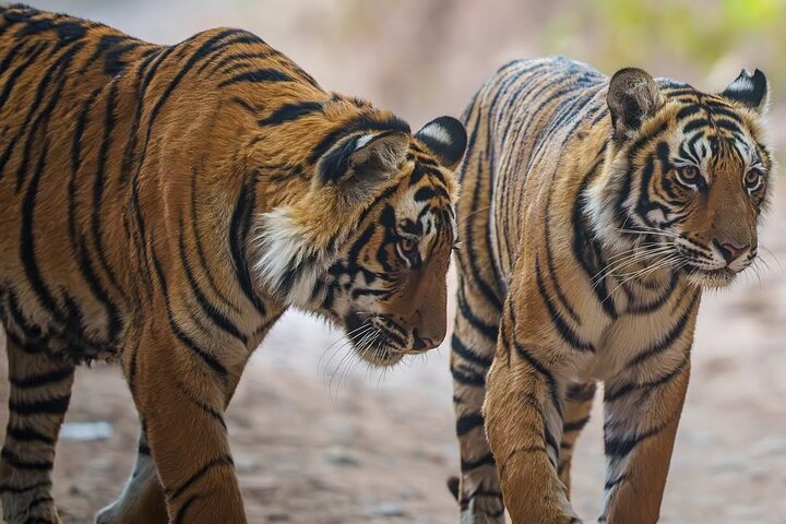 Ranthambore Tiger Safari | Shared Canter, Jeep & Private Safari
