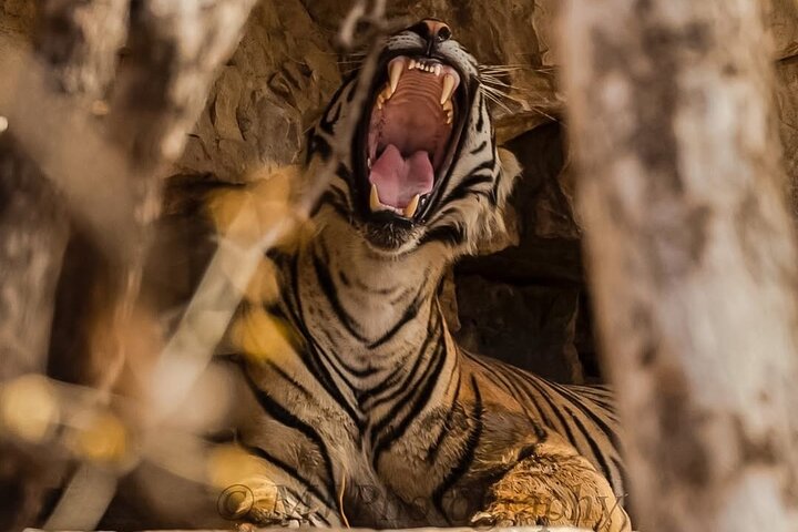 Ranthambore Tiger Safari | Shared Canter, Jeep & Private Safari