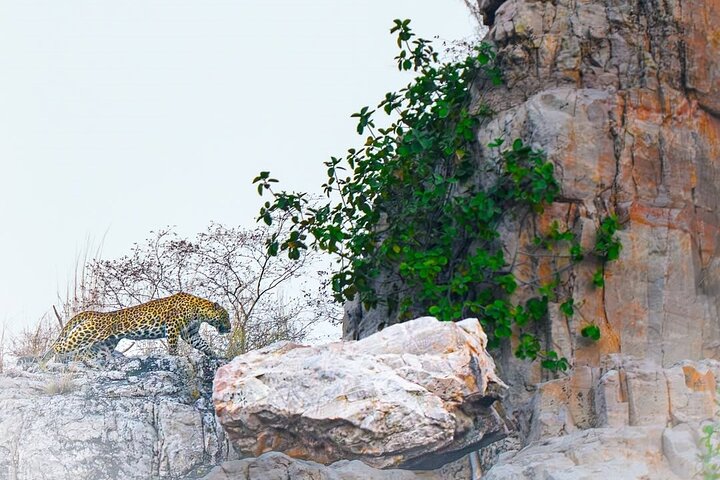 Ranthambore Tiger Safari | Shared Canter, Jeep & Private Safari