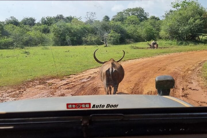 Yala safari from Galle / Unawatuna / Waligama / MIrissa / Matara