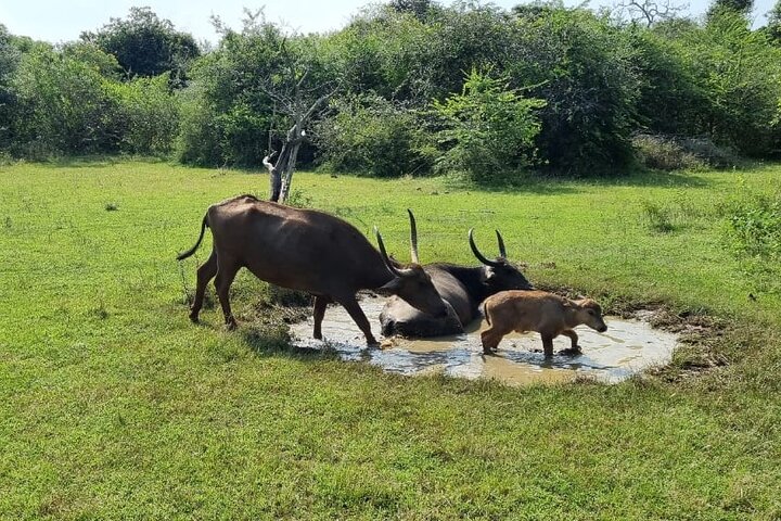 Yala safari from Galle / Unawatuna / Waligama / MIrissa / Matara