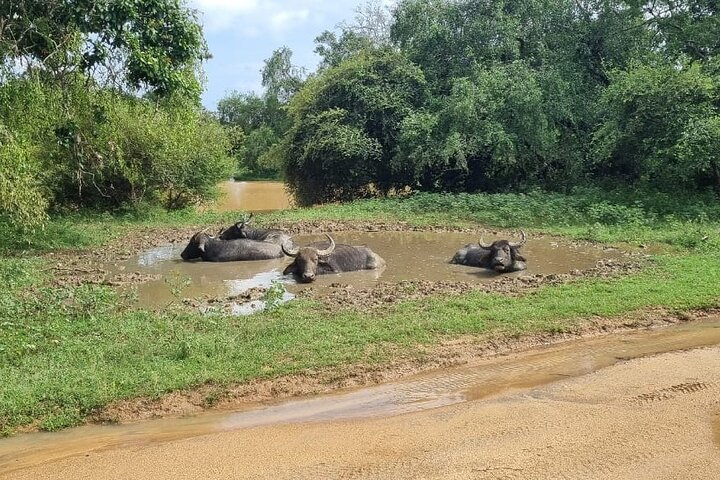 Yala safari from Galle / Unawatuna / Waligama / MIrissa / Matara