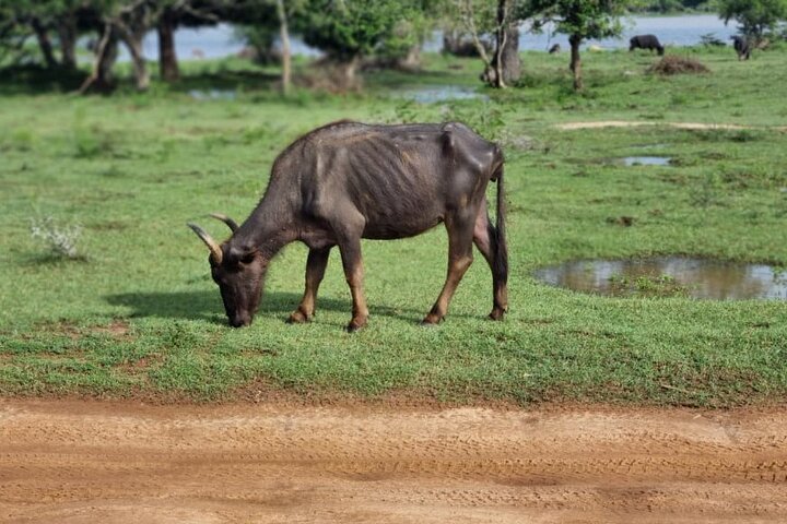 Yala safari from Galle / Unawatuna / Waligama / MIrissa / Matara