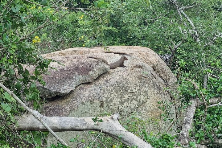 Yala safari from Galle / Unawatuna / Waligama / MIrissa / Matara