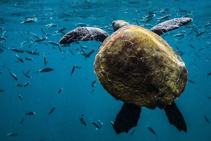 Snorkel Dive with Turtles