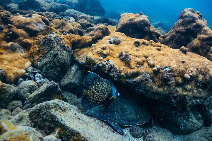 Snorkel Dive with Turtles