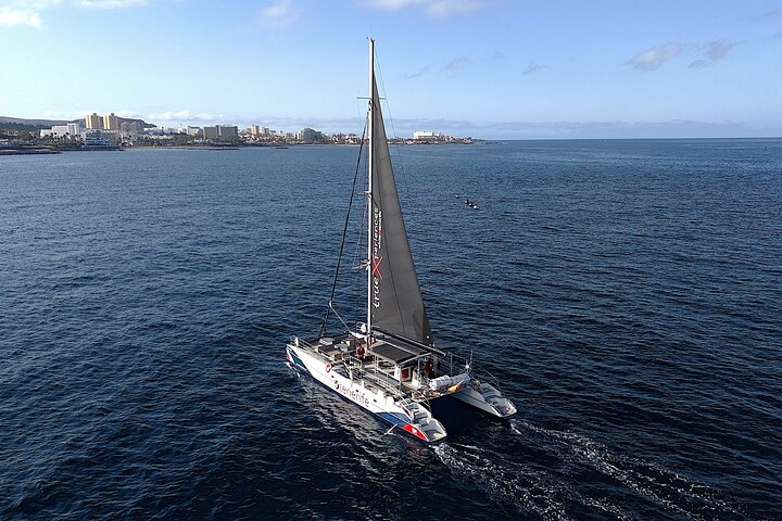 Whale watching & listening Eco-Catamaran Tour with Snacks &Drinks