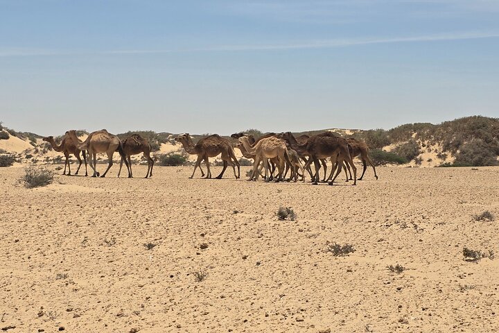 Dakhla Full-day Tour to White Dune, Imlili and Nomadic Culture