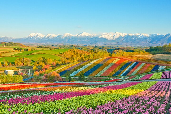 Hokkaido Biei Blue Pond Furano Flower Farm Ningle Terrace Trip