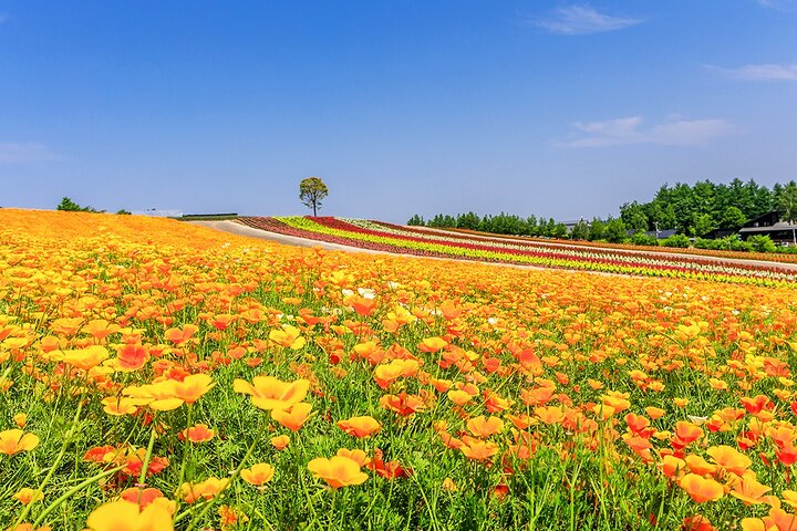 Hokkaido Biei Blue Pond Furano Flower Farm Ningle Terrace Trip