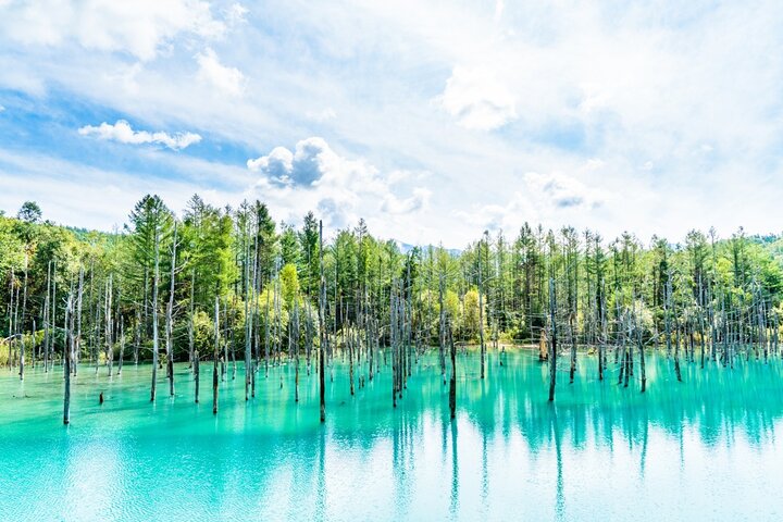 Hokkaido Biei Blue Pond Furano Flower Farm Ningle Terrace Trip