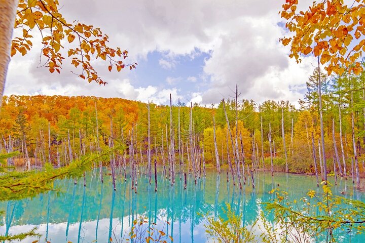 Hokkaido Biei Blue Pond Furano Flower Farm Ningle Terrace Trip