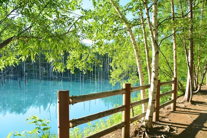 Hokkaido Biei Blue Pond Furano Flower Farm Ningle Terrace Trip