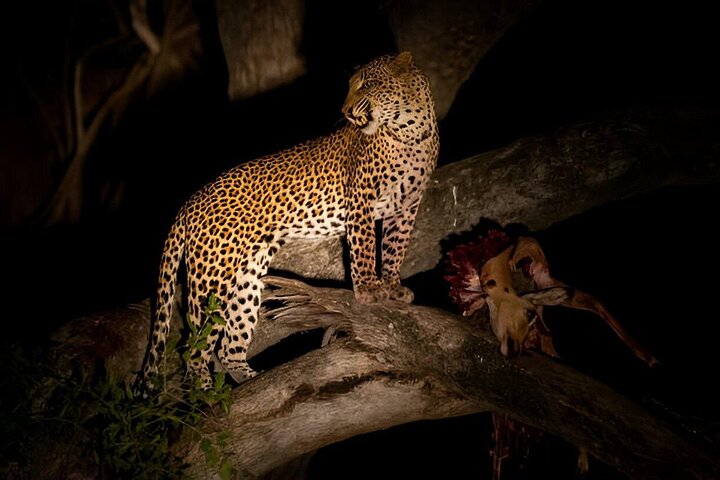 Evening Pilanesberg Night Safari Tour from Sun City