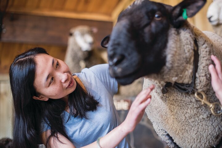 Agrodome Farm Experience including Farm Show and Farm Tour - Rotorua