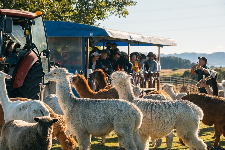 Agrodome Farm Experience including Farm Show and Farm Tour - Rotorua