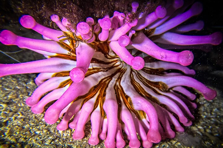 Discover Scuba Diving in Lanzarote (Costa Teguise)