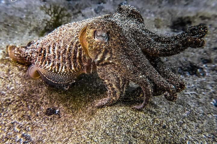 Discover Scuba Diving in Lanzarote (Costa Teguise)