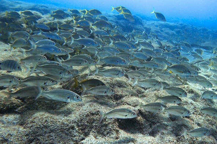 Discover Scuba Diving in Lanzarote (Costa Teguise)