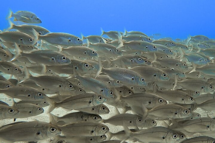 Discover Scuba Diving in Lanzarote (Costa Teguise)