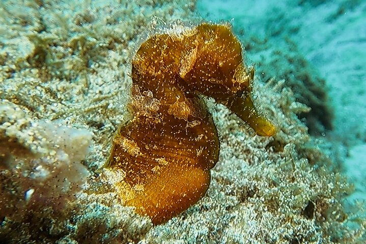 Discover Scuba Diving in Lanzarote (Costa Teguise)