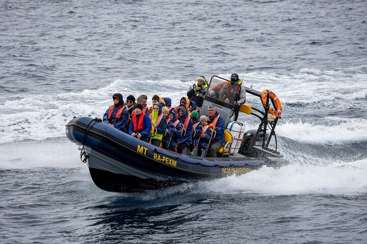Azores Whale Watching Tour – Ponta Delgada