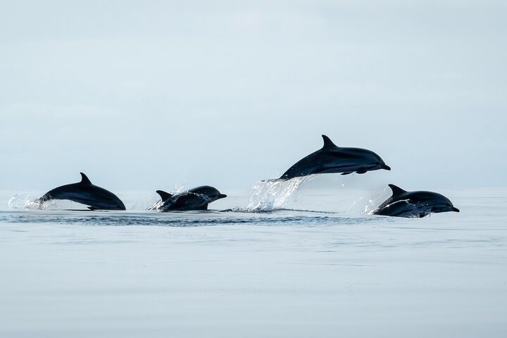 Azores Whale Watching Tour – Ponta Delgada